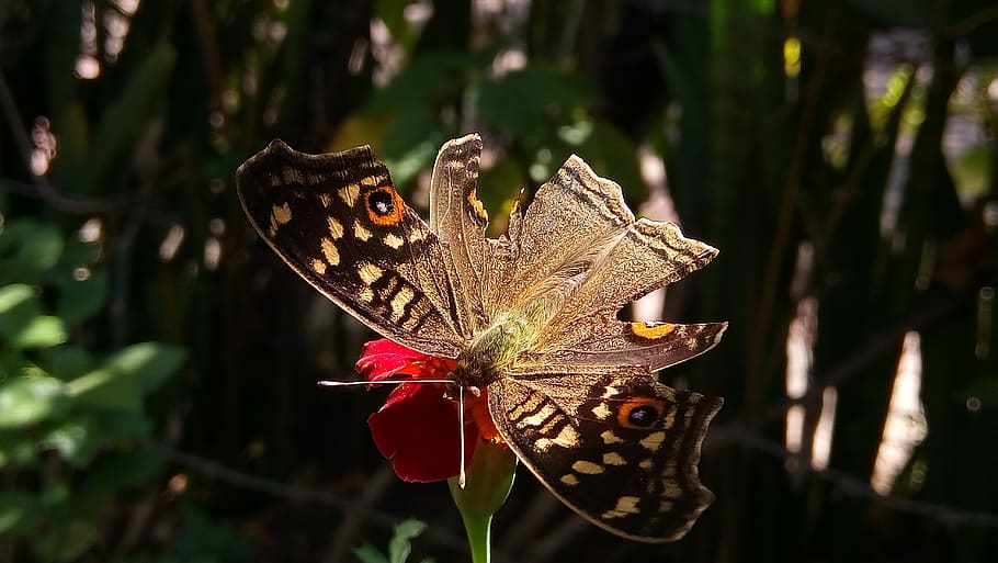india, indore, animal themes, animal wildlife, focus on foreground HD wallpaper