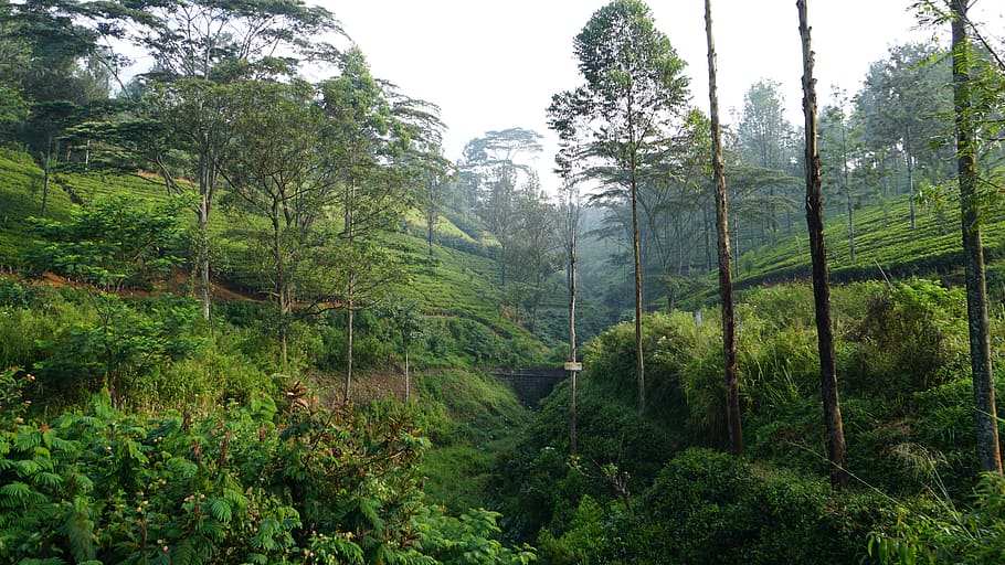 sri lanka, nuwara eliya, plantation, peaceful, forest, green, HD wallpaper