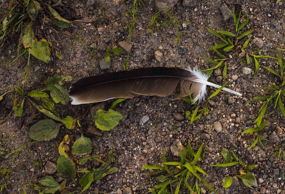 feather, mountain, bird, rock, adventure, nature, explore, exploration HD wallpaper