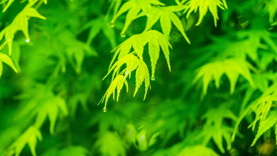 green, leaf, spring, plant, green color, growth, close-up, nature HD wallpaper
