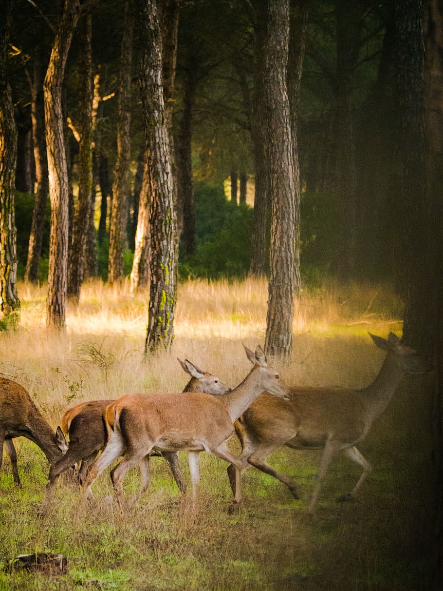 roe deer, flock, nature, landscape, wild, animal world, forest HD wallpaper