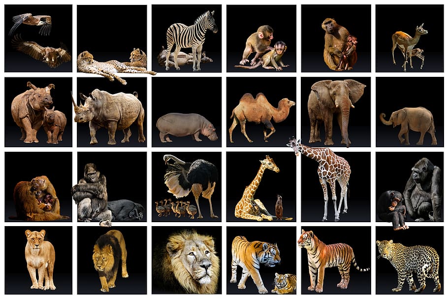 animal world, collection, predator, lion, tiger, leopard, cheetah, HD wallpaper