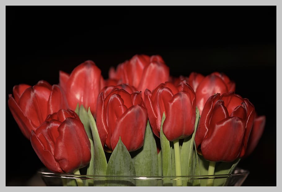 tulips, netherlands, spring, keukenhof, bulbs, red, close-up HD wallpaper