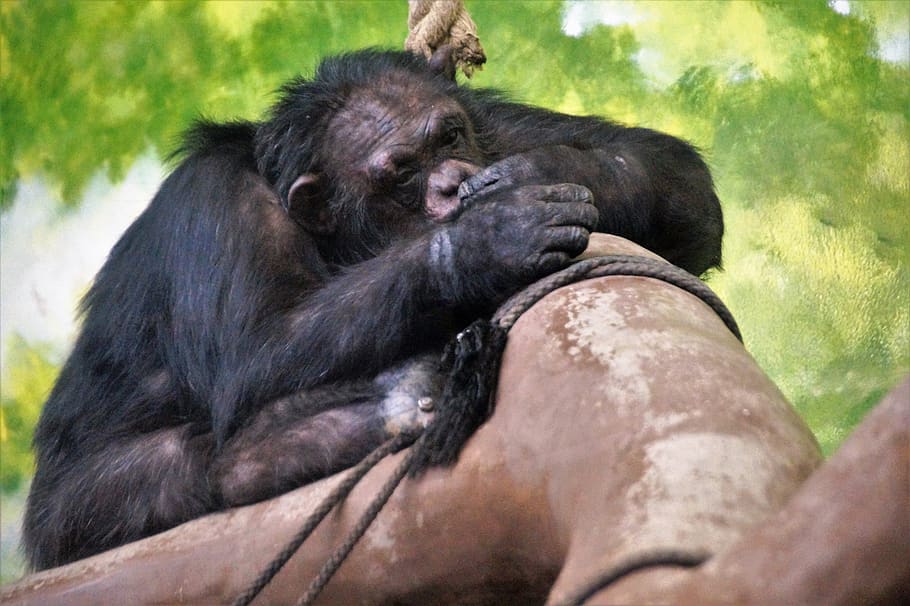 monkey, sleeping, chimp, zoo, the zoological garden, op, tired of the