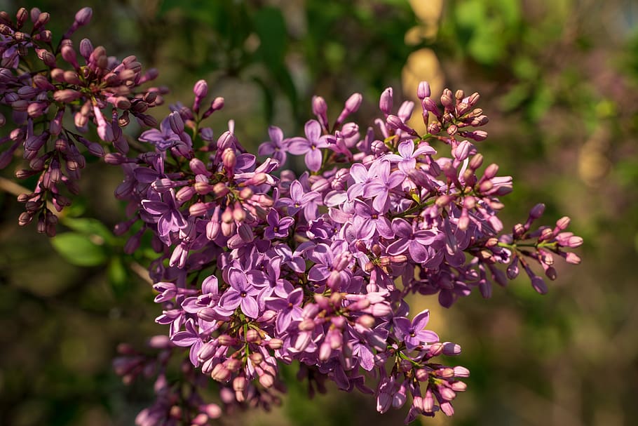lilac, blossom, bloom, purple, spring, plant, nature, flowers HD wallpaper