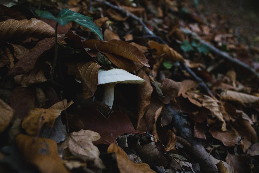 autumn, mushroom, close-up, leaf, plant part, no people, nature HD wallpaper