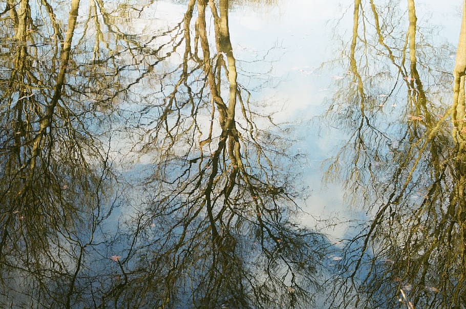 green-leafed trees during daytime, plant, tranquility, branch HD wallpaper