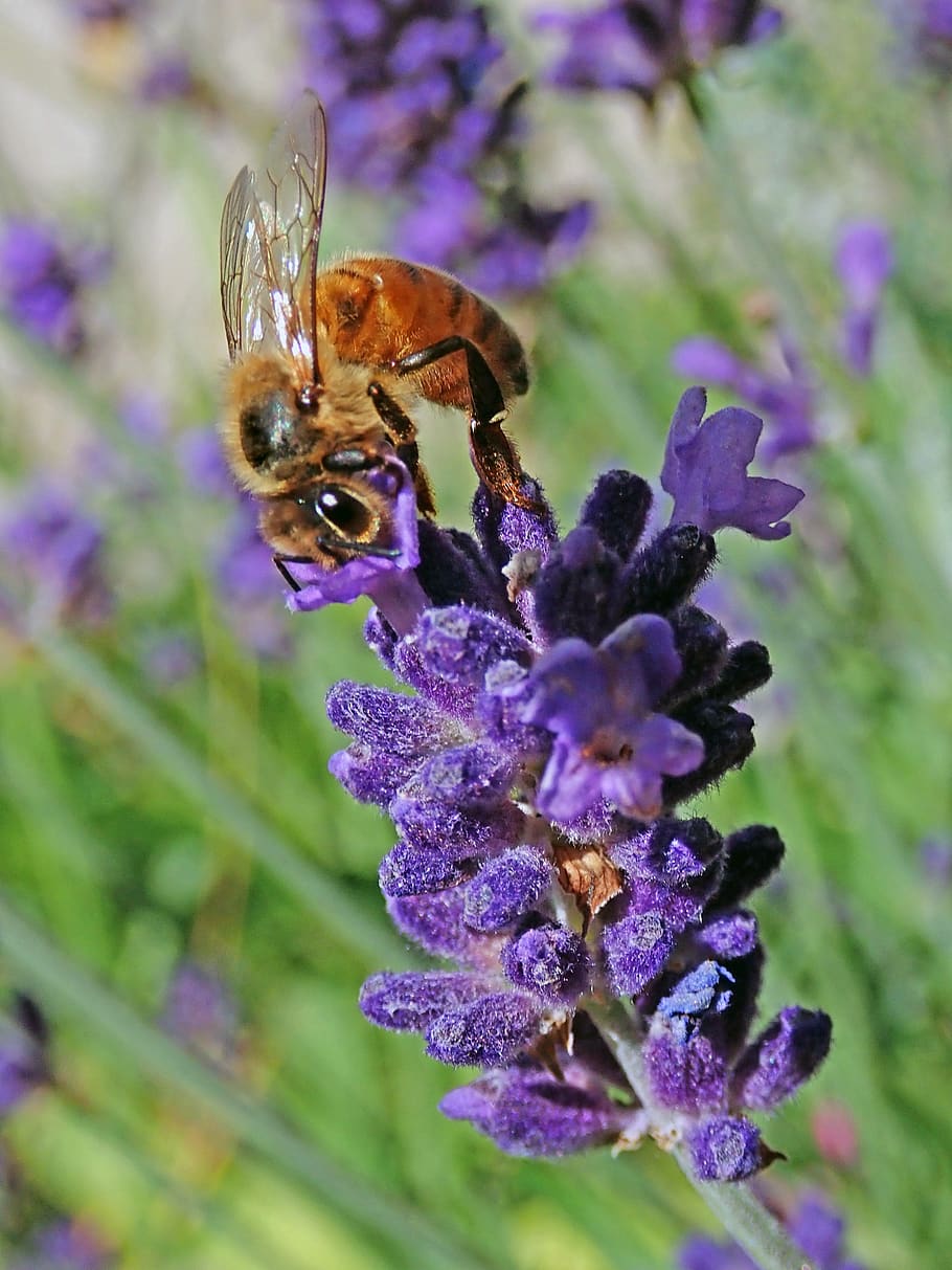 bee, insect, flower, lavender, pollen, garden, nature, flowering plant HD wallpaper