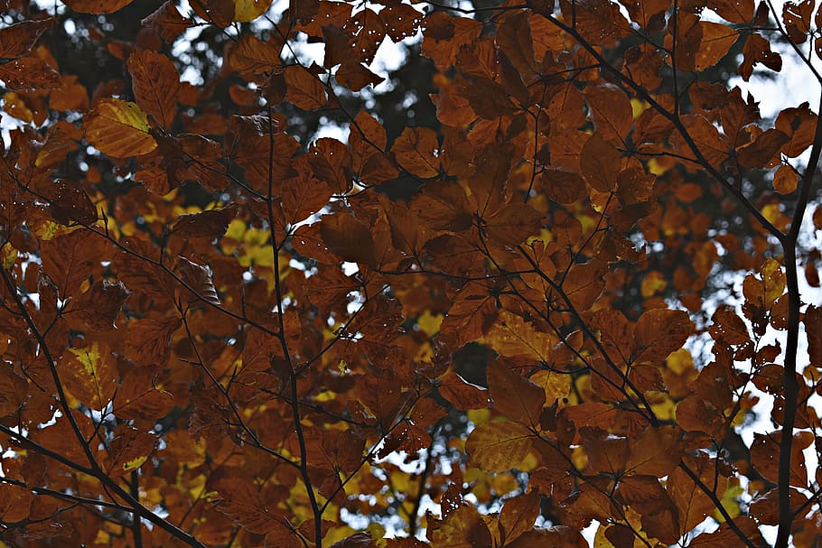 Yellow Leafed Tree, abstract, branch, bright, color, environment HD wallpaper