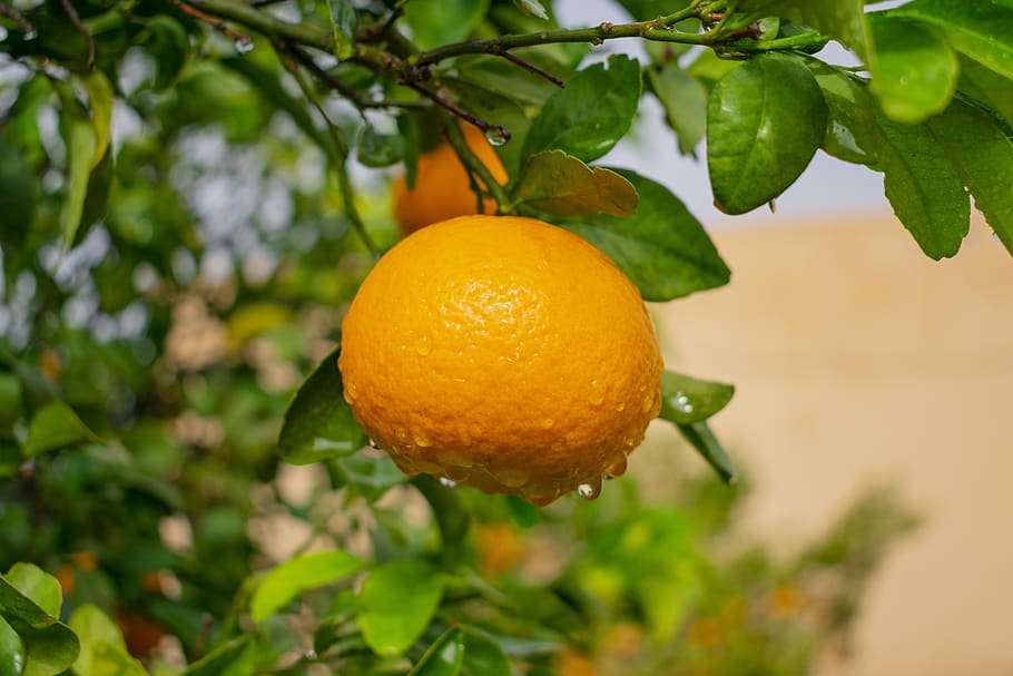 orange, outdoors, landscape, tree, colorful, nature, citrus fruit HD wallpaper