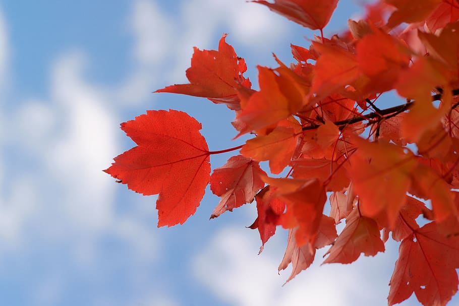 red, leaf, leaves, nature, autumn, bright, color, blue sky HD wallpaper