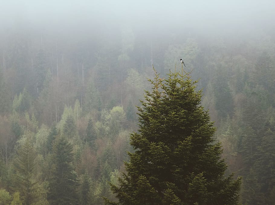 black and white bird perched on pine tree, nature, weather, outdoors HD wallpaper