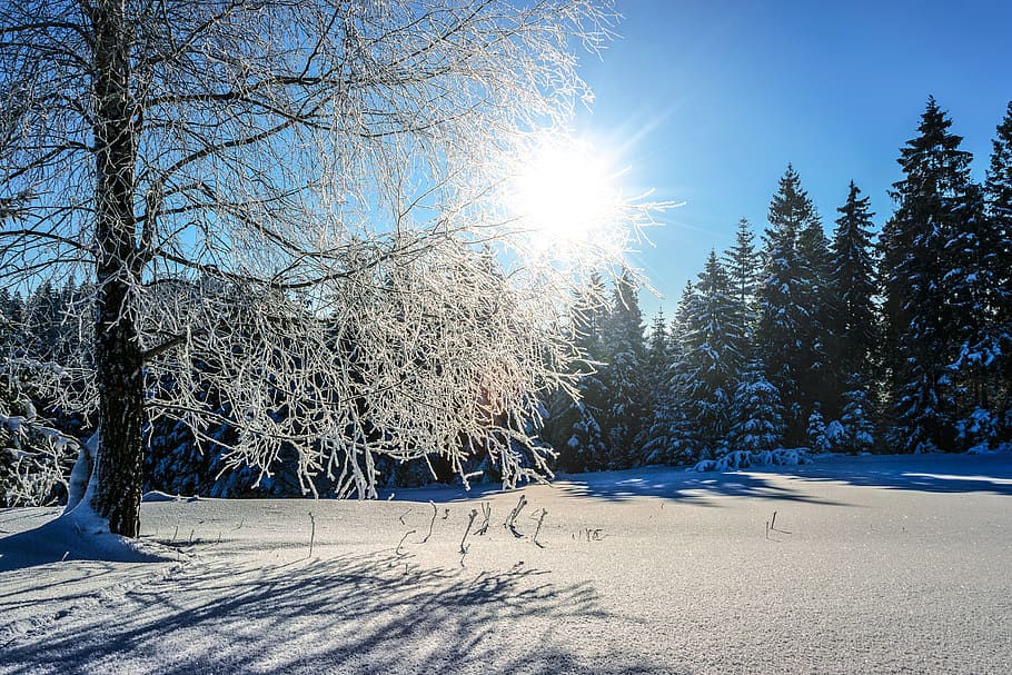 Snow Covered Pine Trees at Daytime, branches, cold, daylight HD wallpaper