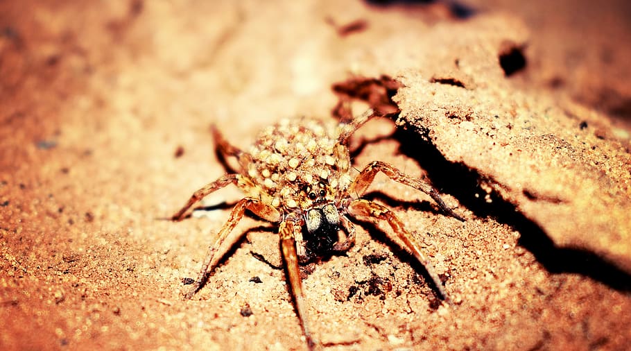 Female Wolf Spider in Closeup Photography, animal, arachnid, birth HD wallpaper
