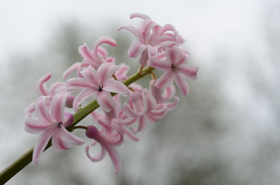 flower, pink, green, nice, beautiful, wonderful, special, bokeh HD wallpaper