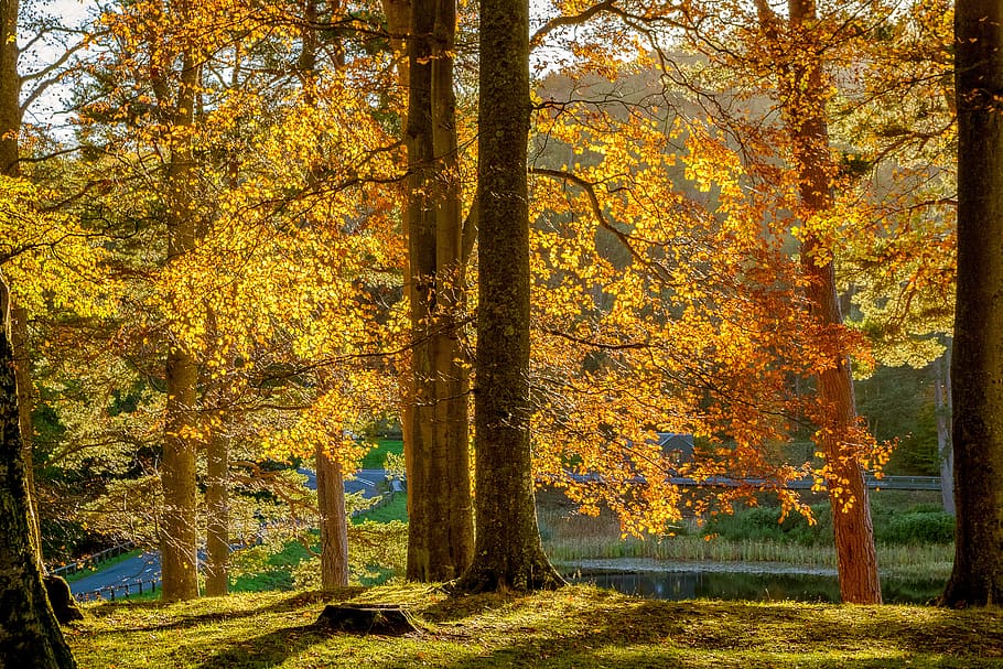 autumn, trees, nature, landscape, leaves, sunbeam, mood, lighting, HD wallpaper