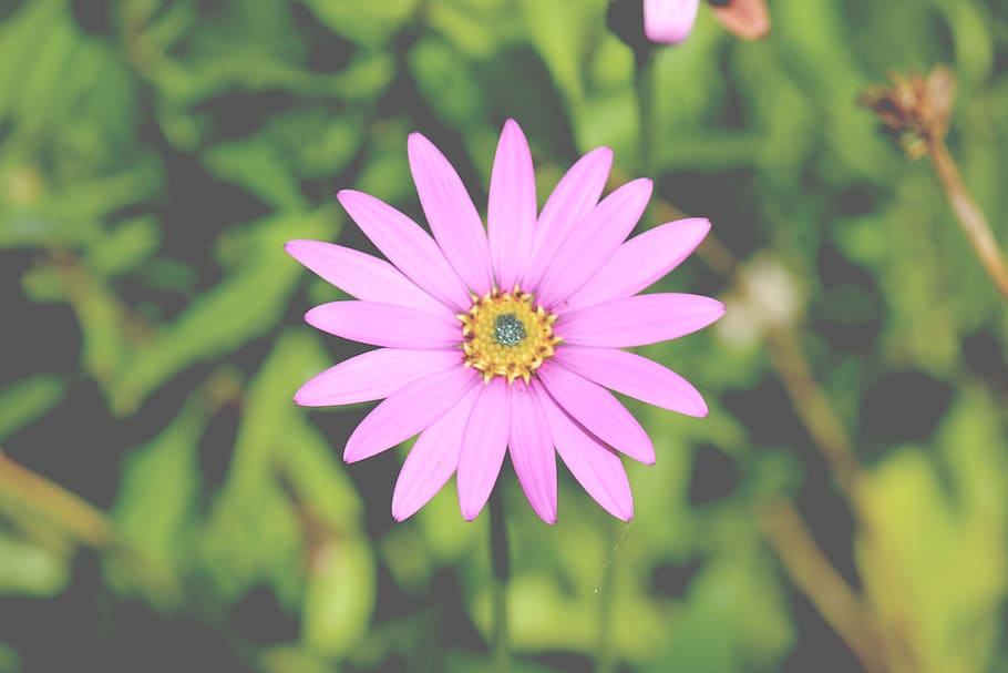 germany, thuringia, flower, green, nature, purple, flowering plant HD wallpaper