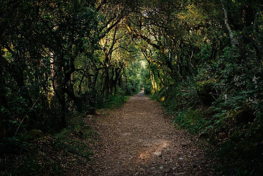 HD wallpaper: road, gravel, dirt road, path, plant, tree, nature ...