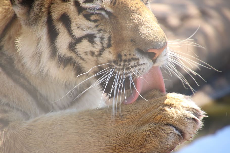Tiger Licking on Its Paw, animal, big cat, blur, carnivore, close-up