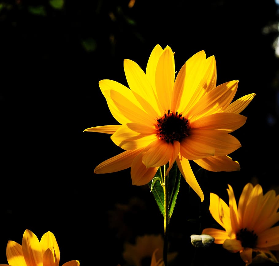blossom, bloom, yellow, flower, plant, flora, close up, garden HD wallpaper