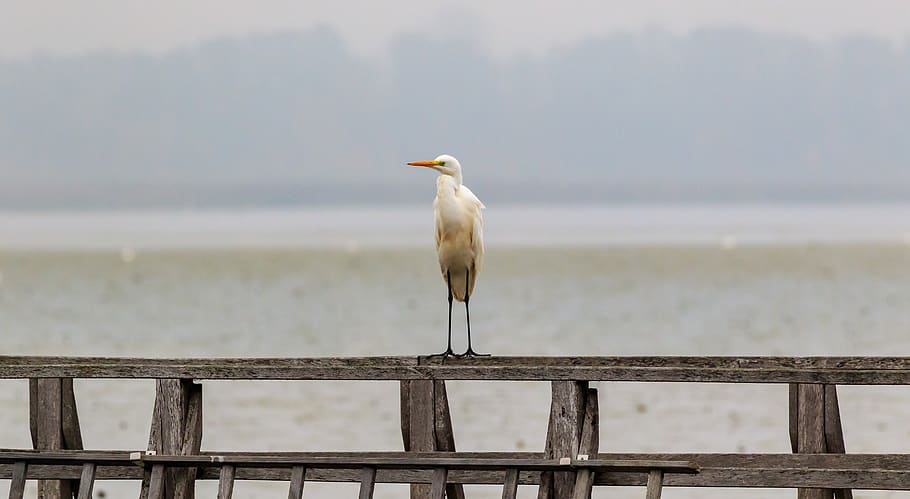 spring lake, egret, web, boardwalk, nature, water, mood, landscape HD wallpaper