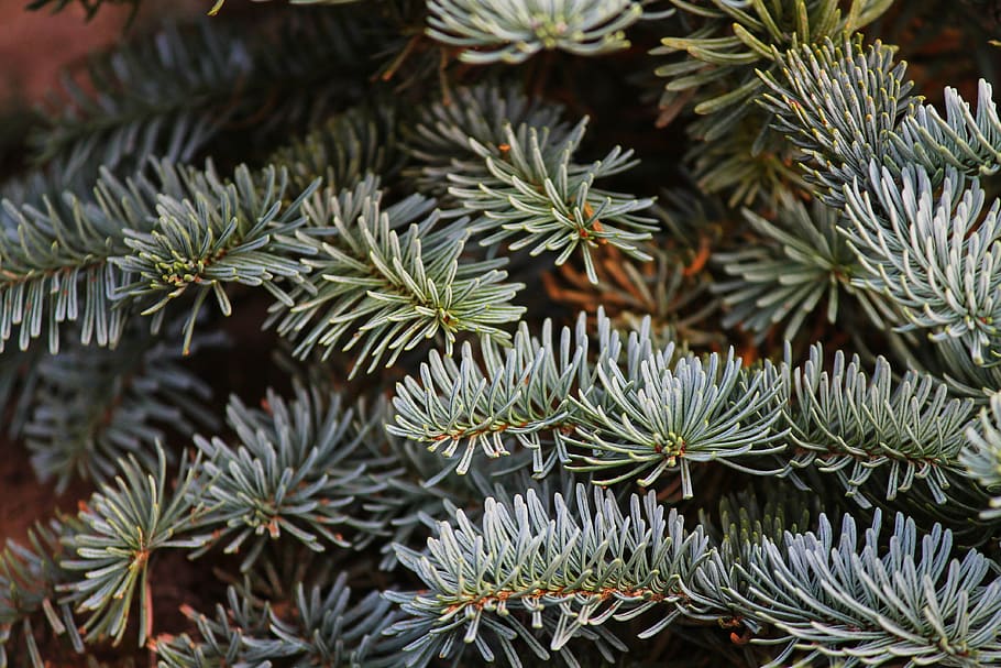 pine needles, fir tree, conifer, green, branch, evergreen, tannenzweig HD wallpaper