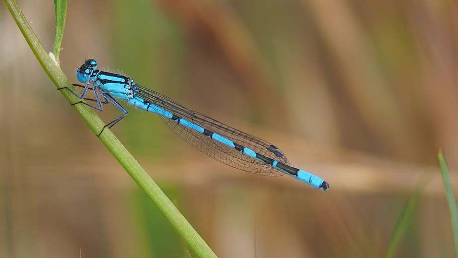 nature, insects, dragonflies, animal wildlife, animal themes HD wallpaper
