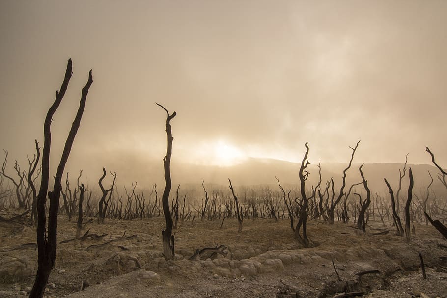dead trees, dry, deserted, wood, trunk, outdoor, nature, drought HD wallpaper