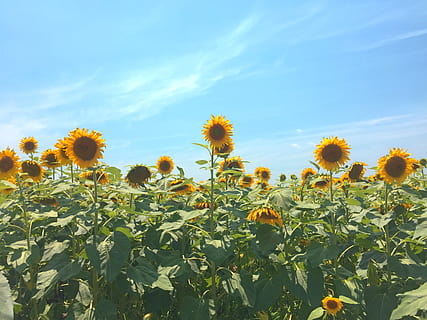 Hd Wallpaper ひまわり Flower Flowering Plant Yellow Animal Themes Wallpaper Flare