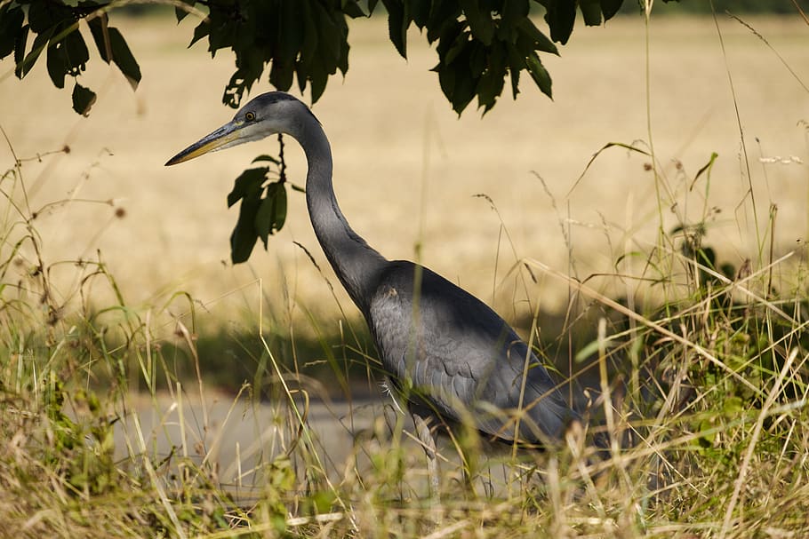 heron, grey heron, bird, eastern, water bird, wild, nature HD wallpaper