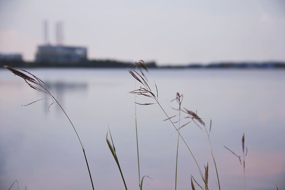 water, focus on foreground, sky, tranquility, plant, nature HD wallpaper