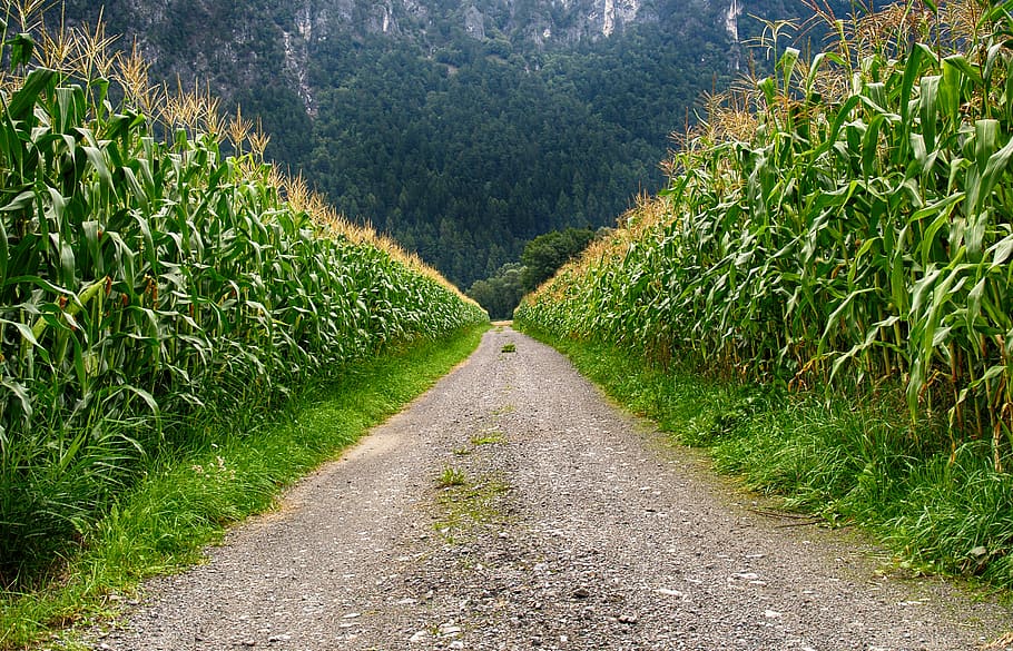 Pathway in Middle of Corn Field, coniferous, country, cropland HD wallpaper