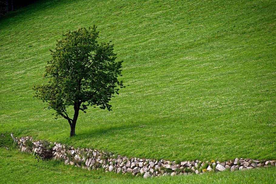 tree, nature, landscape, quiet, green, atmosphere, campaign HD wallpaper