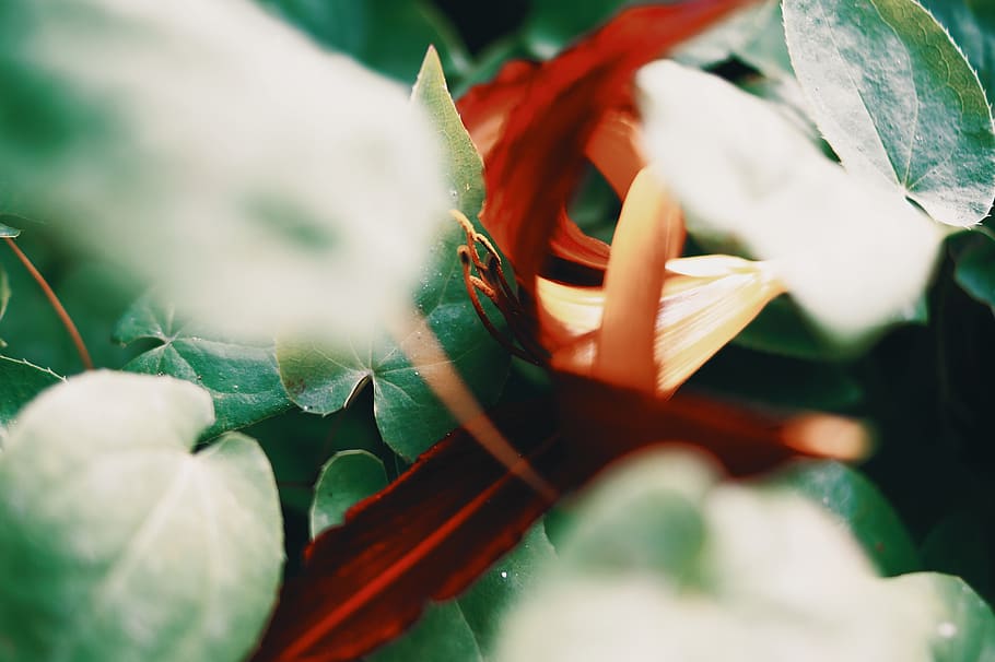 nature, flower, wildflower, forest, red, green, ivy, lily, plant HD wallpaper