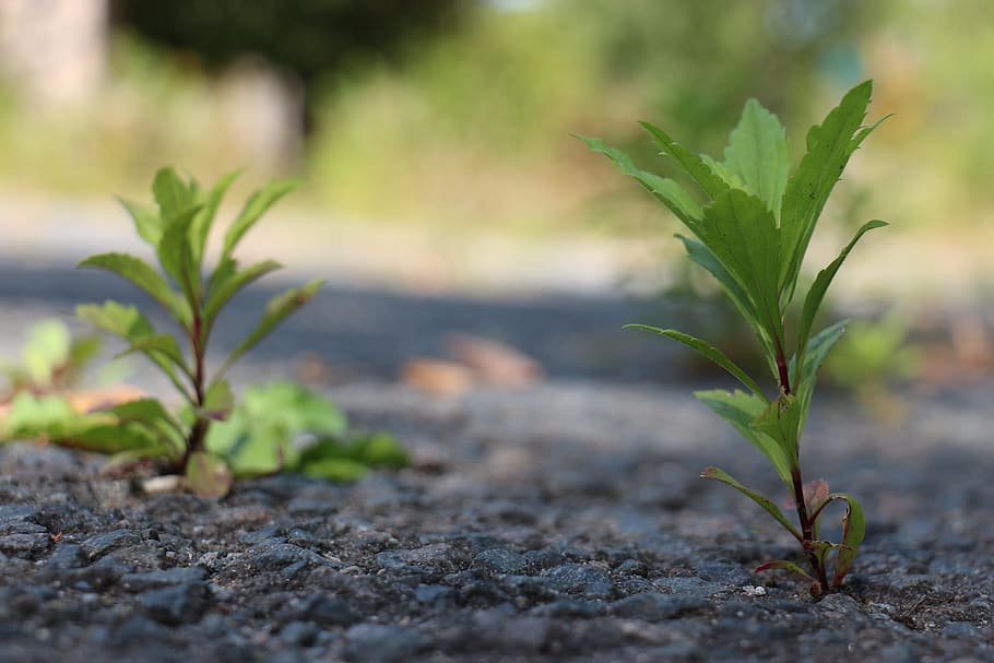 plant, concrete, recapture, growth, plant part, leaf, green color, HD wallpaper