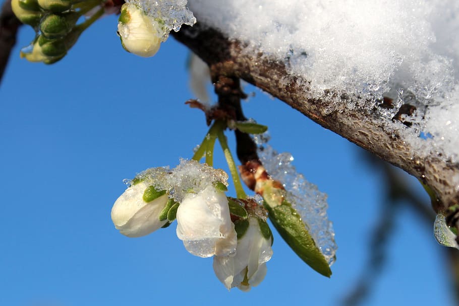 tree, plum, fresh, flower, nature, fragrance, garden, blooming HD wallpaper