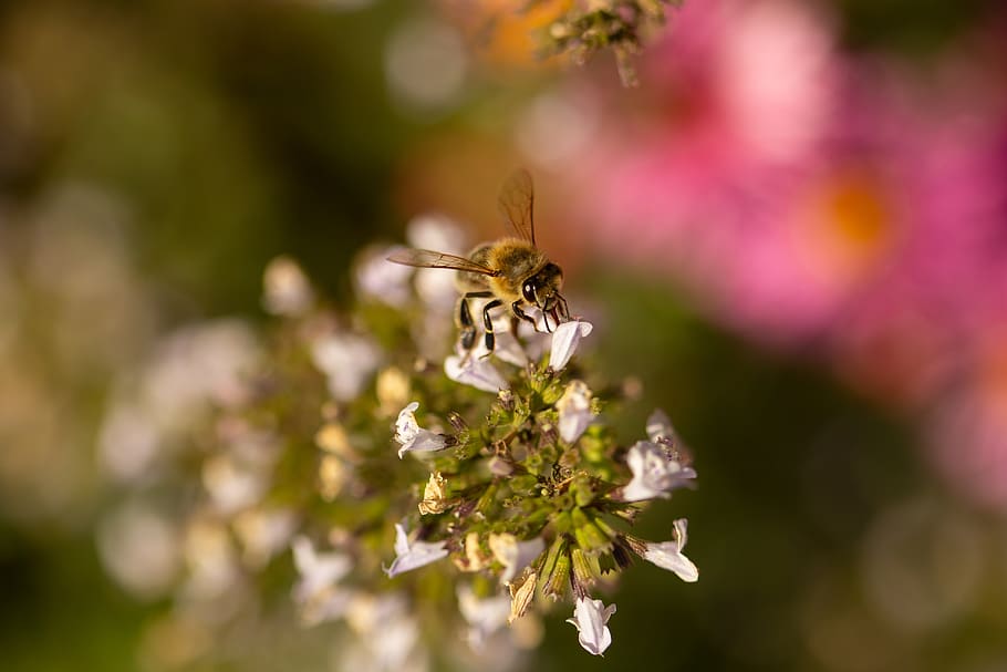bee, flower, macro, blossom, bloom, nectar, pollen, beekeeping HD wallpaper