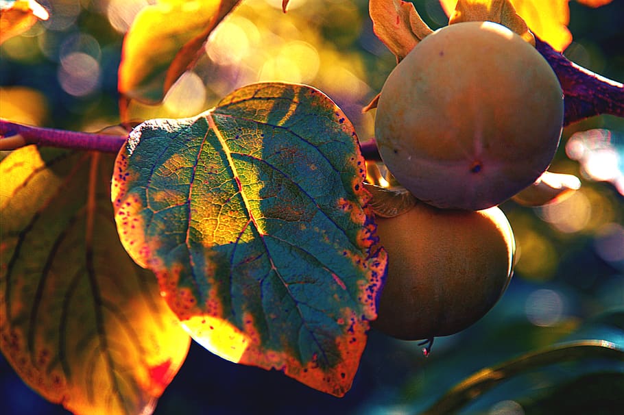 persimmon, fruit, autumn, harvest, garden, plant part, leaf HD wallpaper