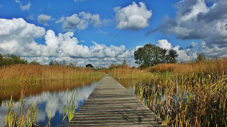 swamp, reed, nature, clouds, water, landscape, heaven, outdoor HD wallpaper