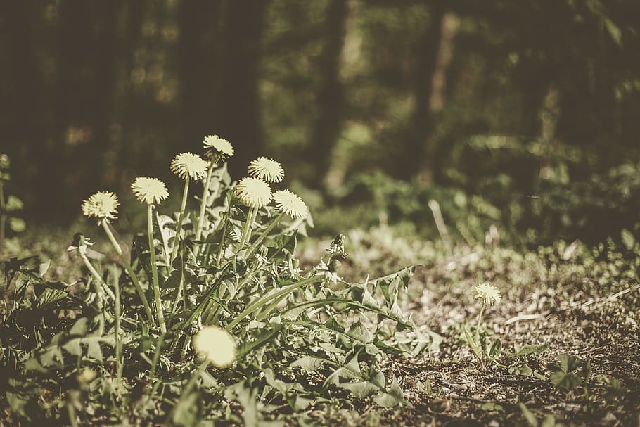 plant, land, flower, growth, flowering plant, beauty in nature HD wallpaper