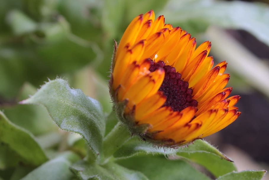marigold, fresh, flower, nature, fragrance, garden, blooming HD wallpaper
