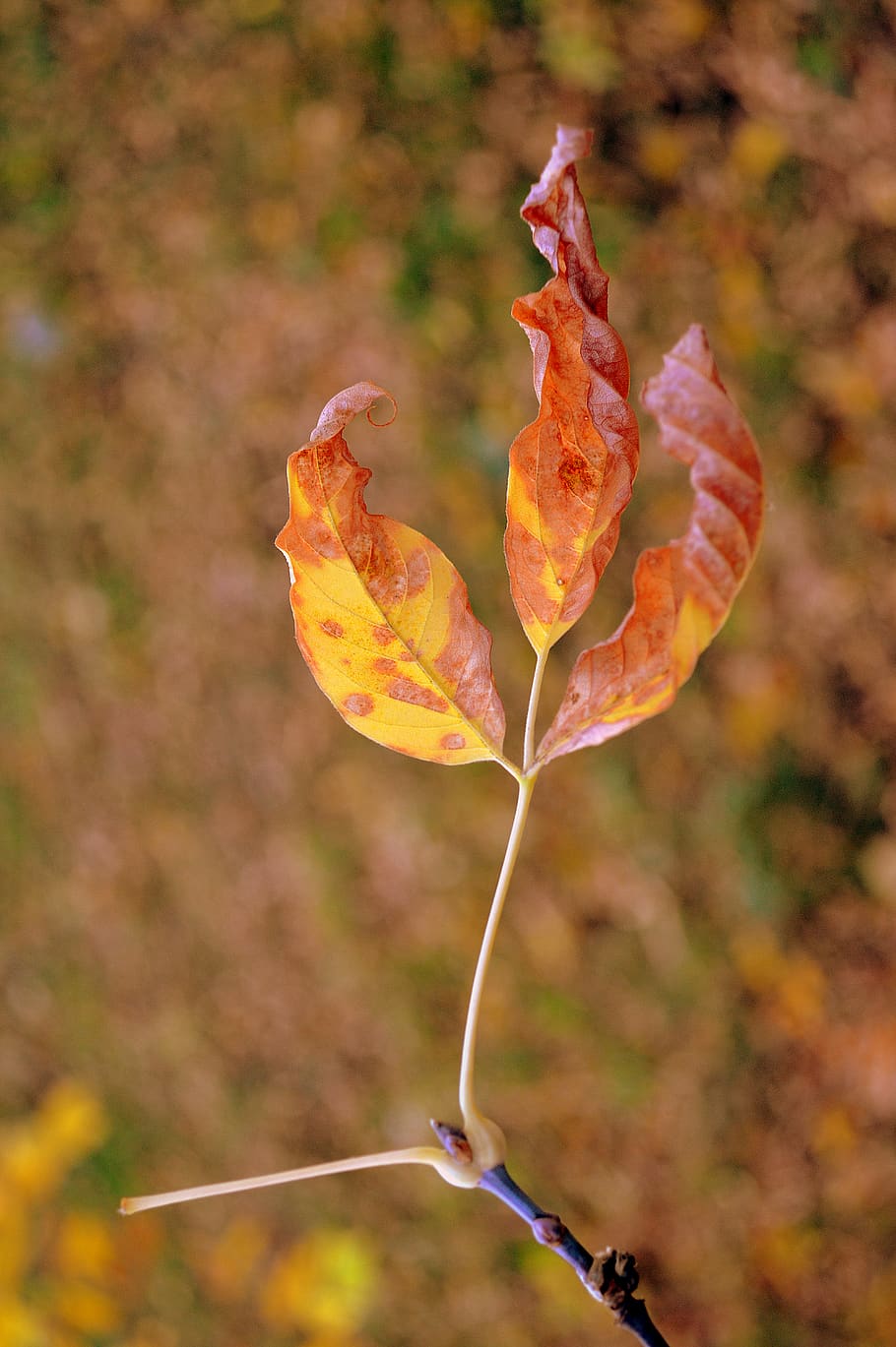 nature, colorful, warm, beauty in nature, plant, close-up, focus on foreground HD wallpaper