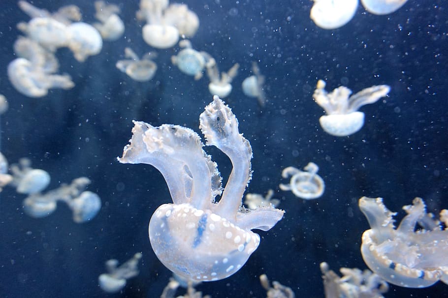 white jellyfish, sea, water, animals in the wild, underwater HD wallpaper