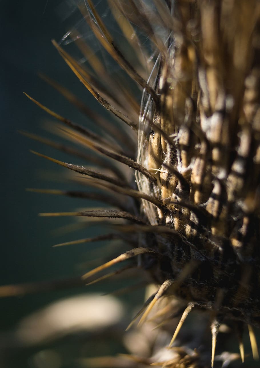macro, flower, thistle, nature, close up, close-up, selective focus HD wallpaper