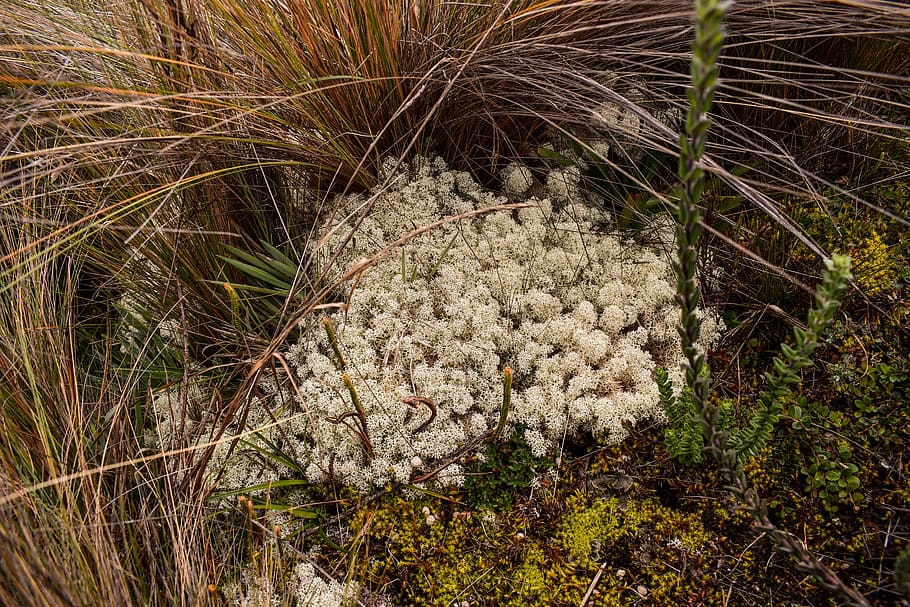 moss, nature, forest, vegetation, plant, growth, day, land HD wallpaper