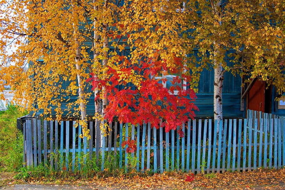 birch, leaves, october, foliage, natural, texture, color, autumn HD wallpaper