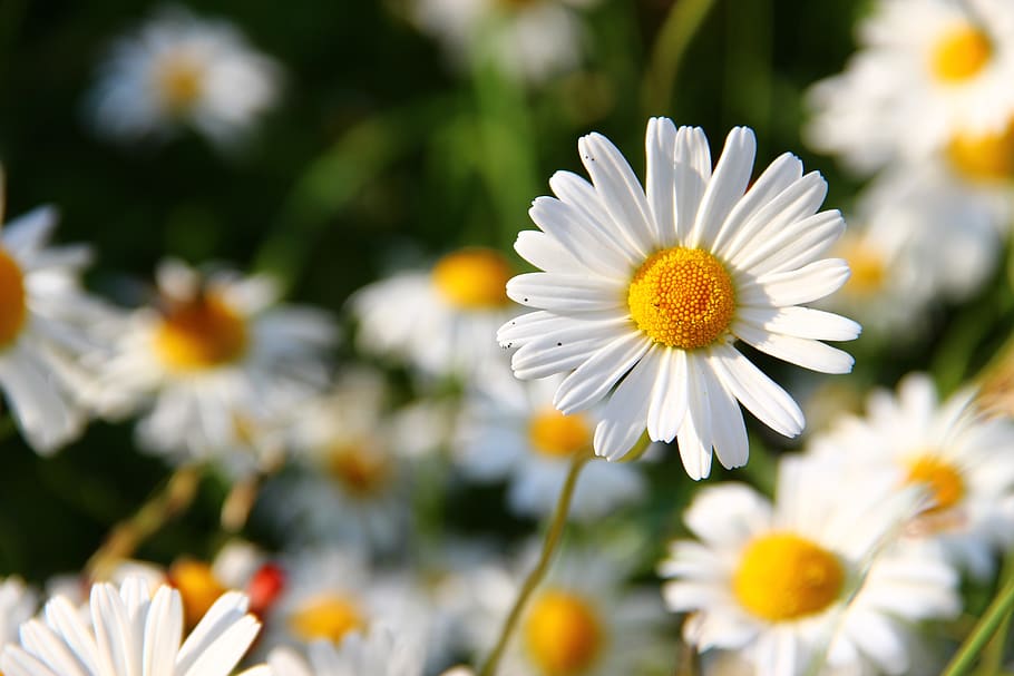 White and Yellow Flower View during Daytime, bloom, blossom, daisies HD wallpaper