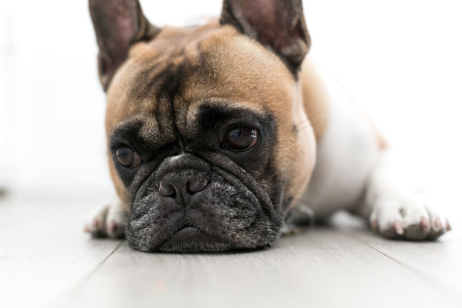 Sad Dog Photo, Dogs, Animals, Pets, animal themes, canine, one animal HD wallpaper