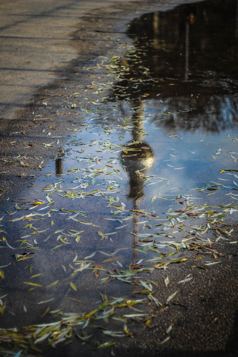 berlin, germany, alexanderplatz, leafes, ground, puddle, tower, HD wallpaper