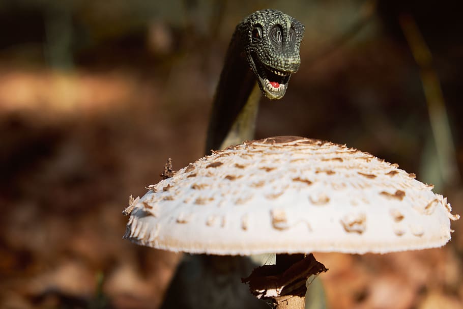 dinosaur, forest, mushroom, fungus, nature, day, focus on foreground HD wallpaper
